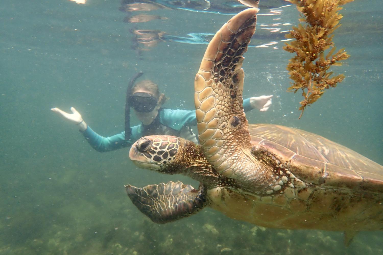 一名<a href='http://fksu.ngskmc-eis.net'>全球十大赌钱排行app</a>学生在Galápagos群岛游学途中与一只巨龟游泳.